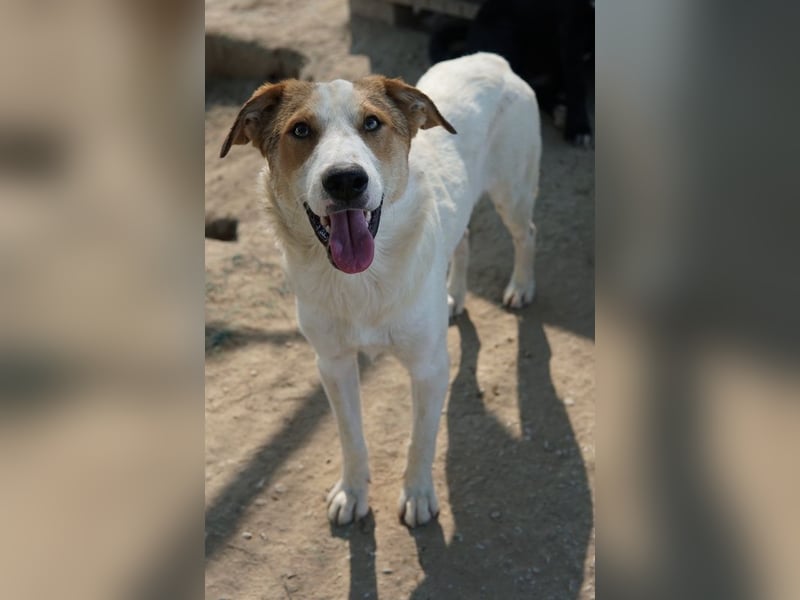 Chico, geb. ca. 10/2024, lebt in GRIECHENLAND, im städt. Tierheim Serres