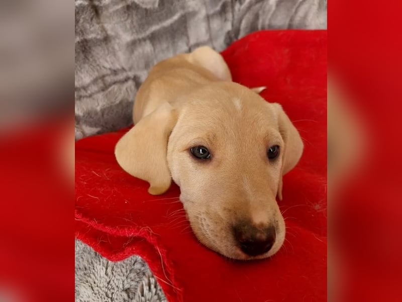 Ralfi – charmanter und menschenbezogener kleiner Kerl ❣️