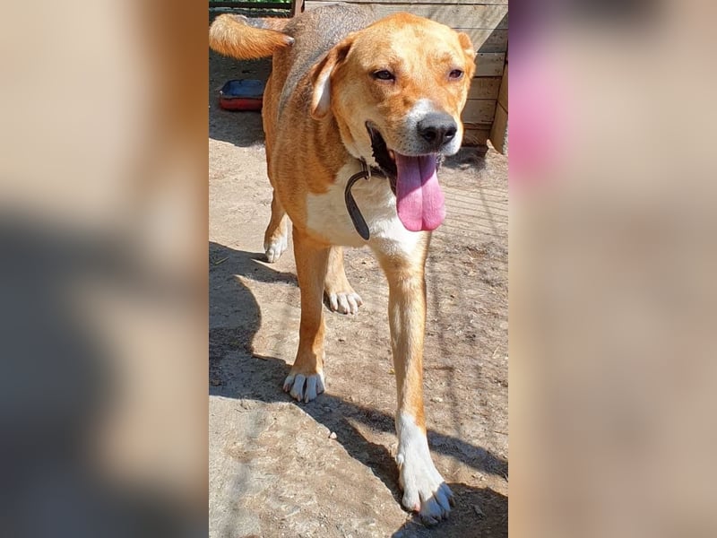 Scooby (Santuhalm-Shelter Rumänien)