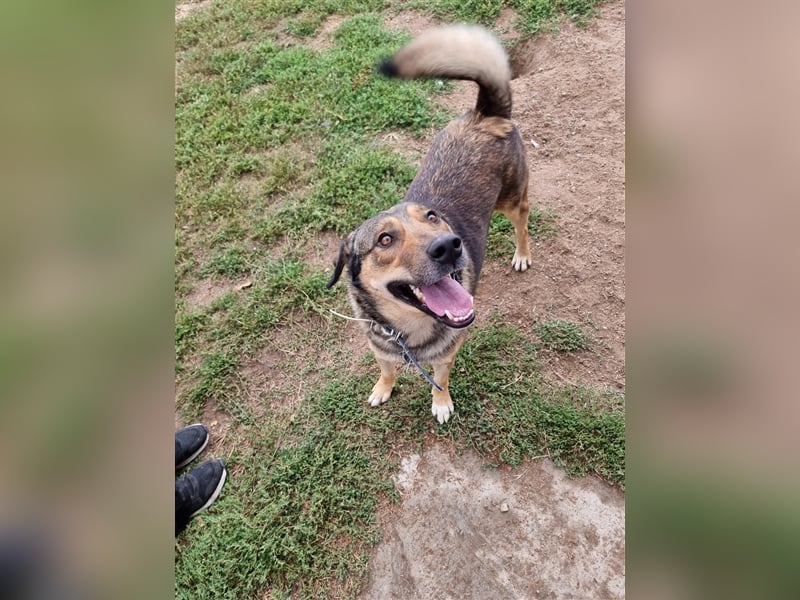 Gino hat das Potenzial zum perfekten Familienhund!