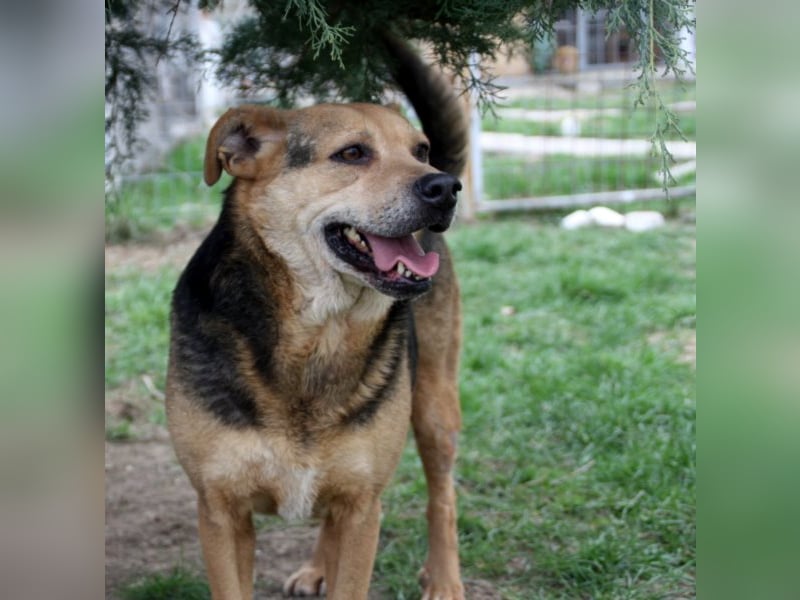 Lupita kennt nur das Tierheim