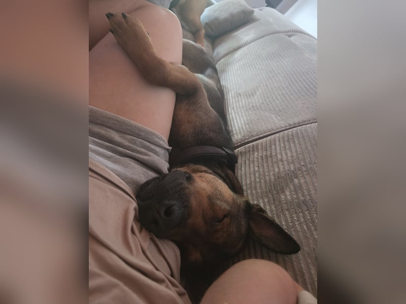 Traumhafter Malinois Mischling sucht liebevoller Famillie