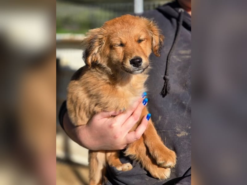 Skiouros – fröhlich und verspielt 