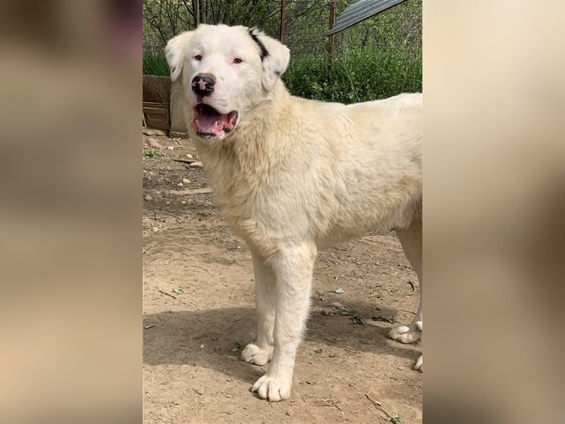 Ambar, geb. ca. 06/2023, lebt in GRIECHENLAND, auf einer privaten Pflegestelle