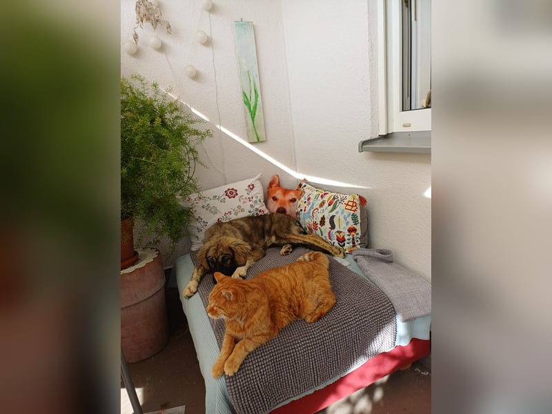 Selin auf Pflegestelle in 17111 Nossendorf (Mecklenburg-Vorpommern)