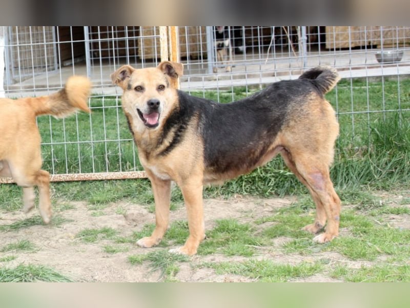 Lupita kennt nur das Tierheim