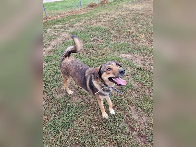 Gino hat das Potenzial zum perfekten Familienhund!