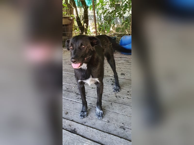 Aramis  (Santuhalm-Shelter Rumänien)