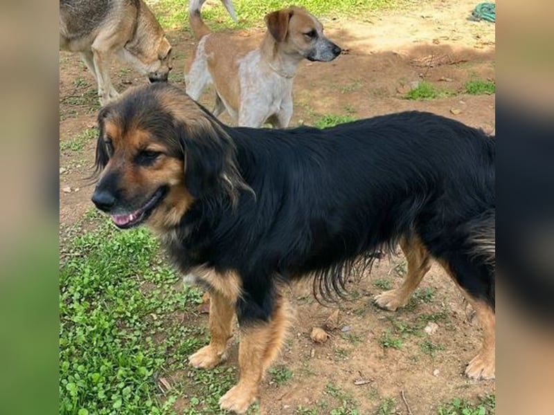 Chap ist ein ganz gutmütiger, aufgeschlossener und cooler Typ