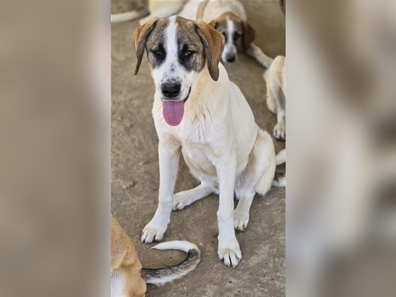 Willy freut sich über tolle Anfragen für ein wundervolles Zuhause!