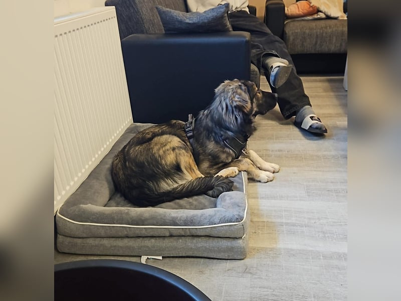 Selin auf Pflegestelle in 17111 Nossendorf (Mecklenburg-Vorpommern)