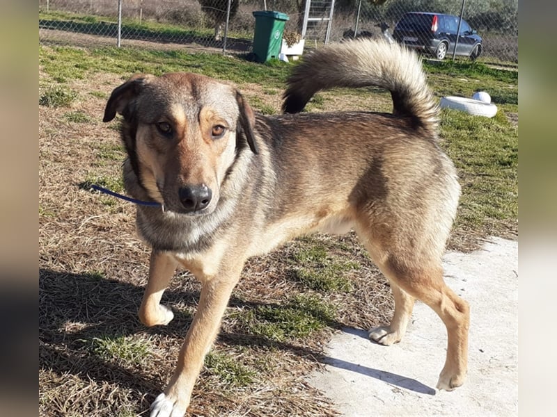 Gino hat das Potenzial zum perfekten Familienhund!