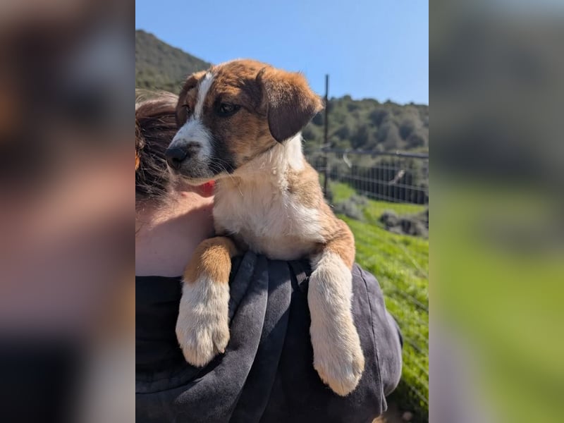 Pitou – mittendrin statt nur dabei 