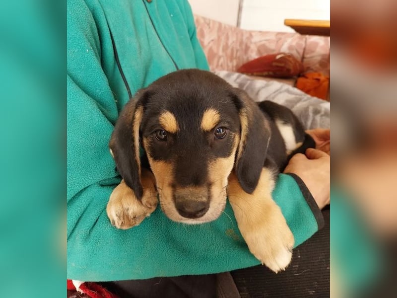 Liesel – fröhliche, neugierige und herzliche junge Hündin ❤️