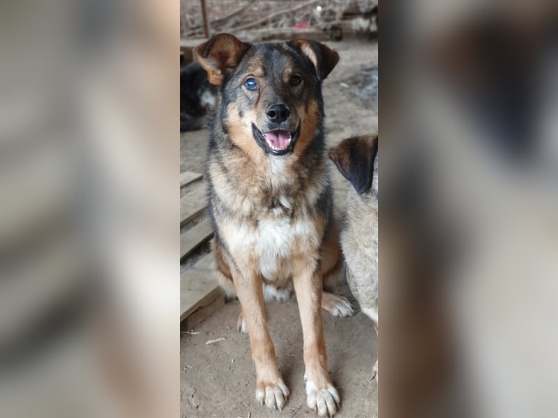 Rufus  (Santuhalm-Shelter Rumänien)