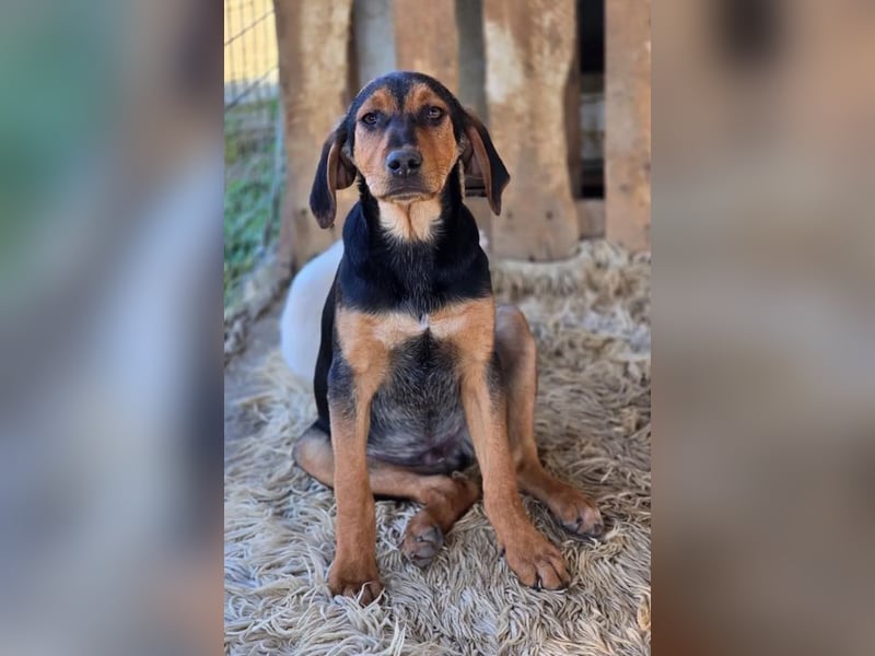 Vito – sanfter, neugieriger und verspielter junger Rüde