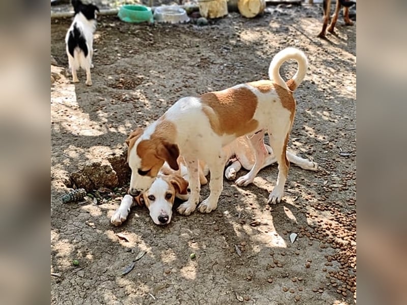 Heinrich, ein stolzer Grieche mit Charakter sucht Seinesgleichen auf zwei Beinen!