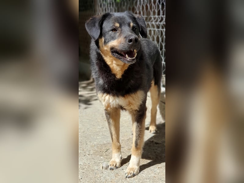 Will (Santuhalm-Shelter Rumänien)