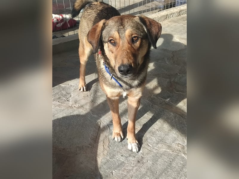 Gino hat das Potenzial zum perfekten Familienhund!