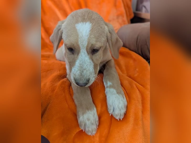 Moritz – freundlicher und tapferer junger Rüde