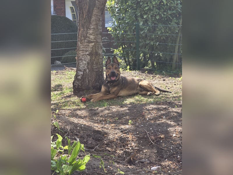 Traumhafter Malinois Mischling sucht liebevoller Famillie