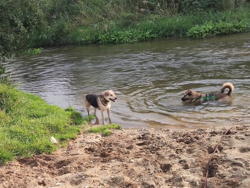 Gino hat das Potenzial zum perfekten Familienhund!