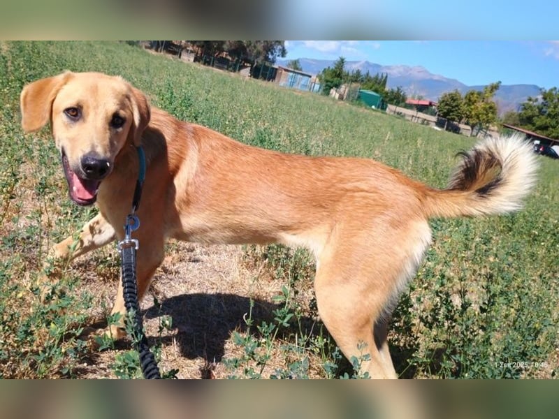 Petros, geb. ca. 12/2024, lebt in GRIECHENLAND, auf einer privaten Pflegestelle