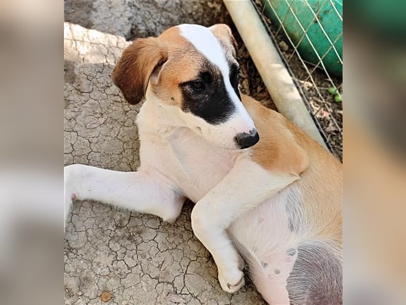 Lagatha sucht wundervolles Zuhause!