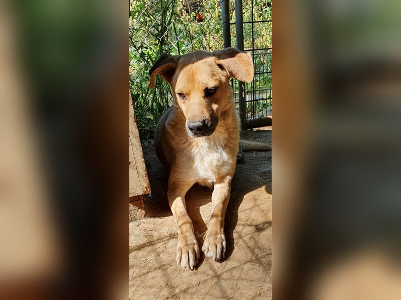 Blondu  (Santuhalm-Shelter Rumänien)