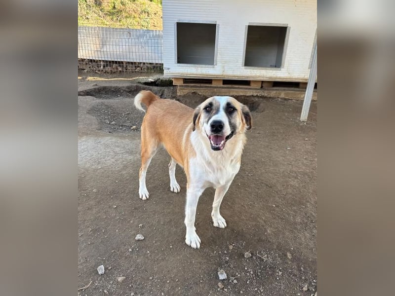 Lagatha sucht wundervolles Zuhause!