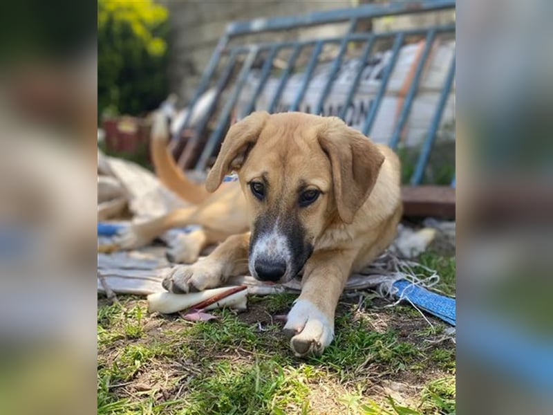 Bibi, eine wunderschöne Fellnase sucht ihr passendes Zuhause!