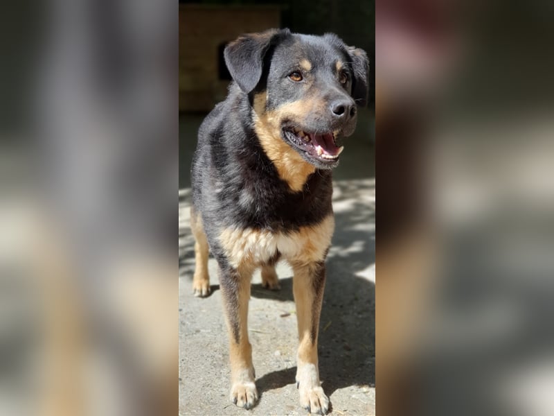 Will (Santuhalm-Shelter Rumänien)