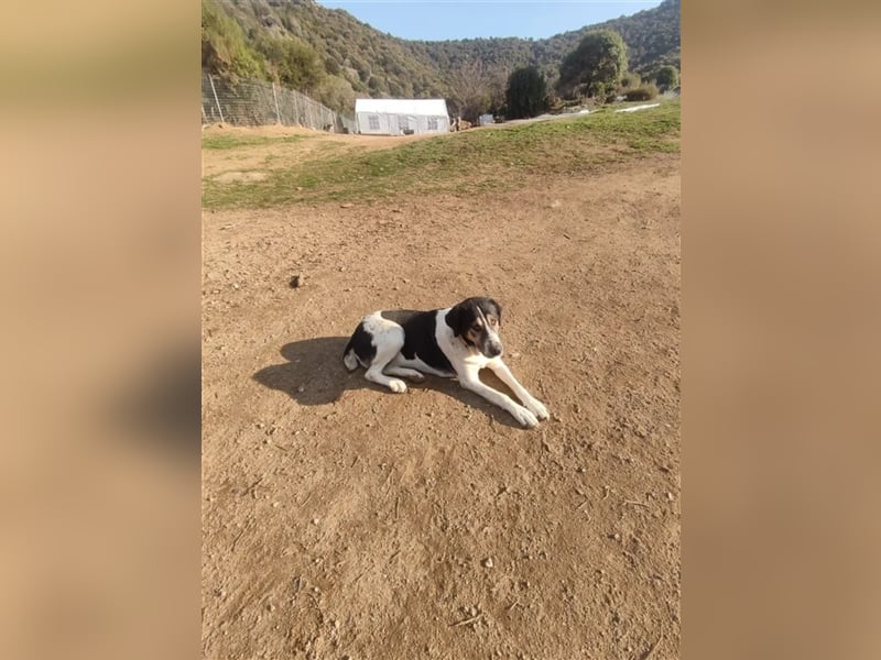 Komissa, eine Löwenmama die nun auch Geborgenheit und Liebe sucht!