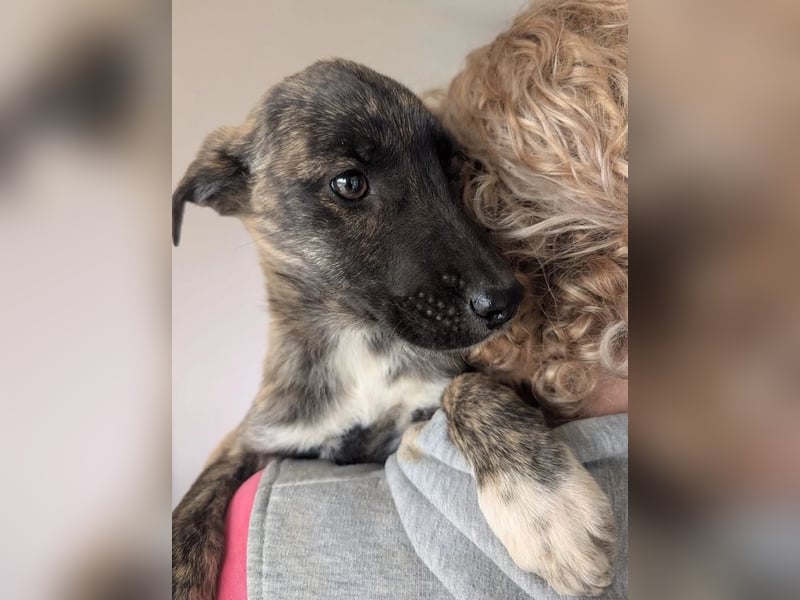 Phibi – wunderschöne gestromte Mischlingshündin 