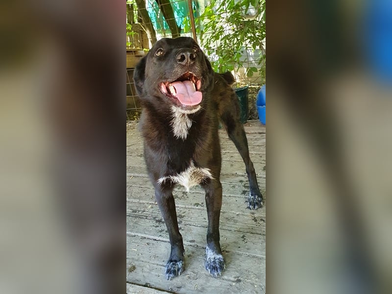 Aramis  (Santuhalm-Shelter Rumänien)