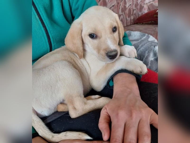 Jörgel – aufgeschlossener und verschmuster Jungspund ❣️