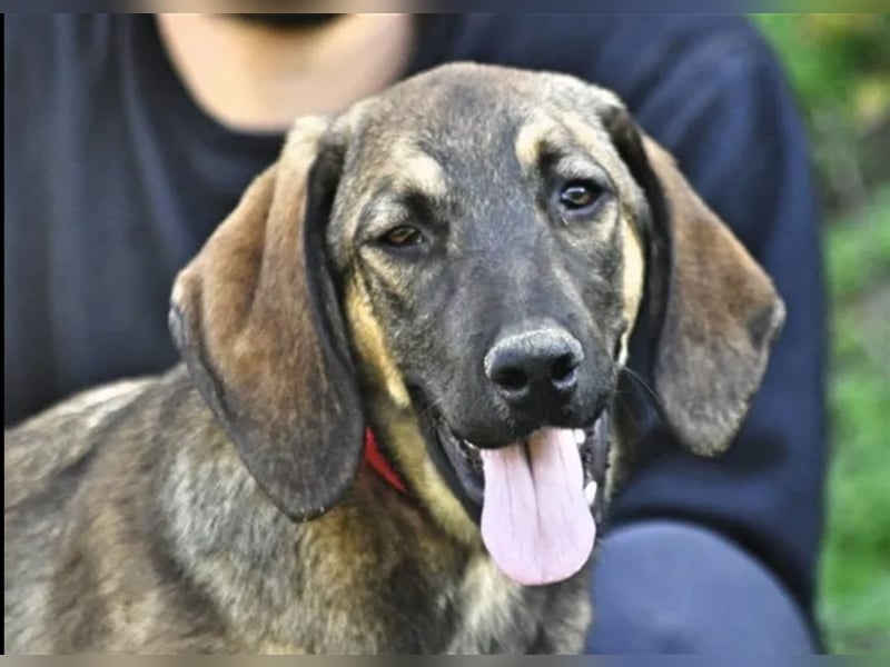 Lucas sucht ein wundervolles Zuhause