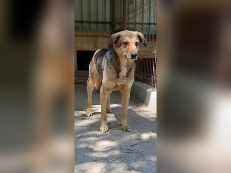 Jacky  (Santuhalm-Shelter Rumänien)