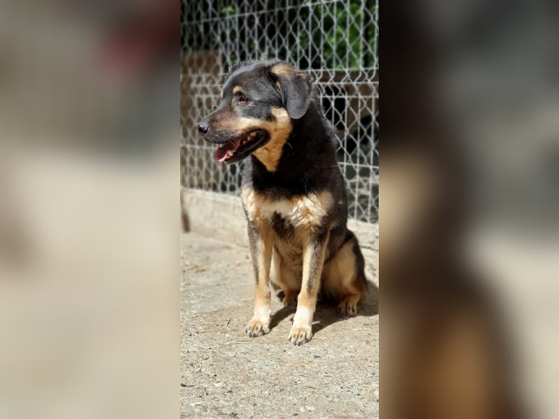 Will (Santuhalm-Shelter Rumänien)