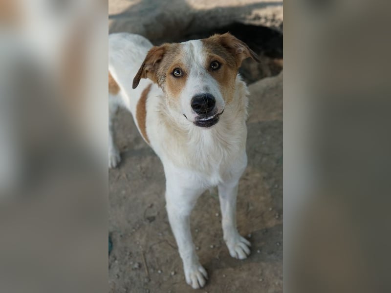 Chico, geb. ca. 10/2024, lebt in GRIECHENLAND, im städt. Tierheim Serres