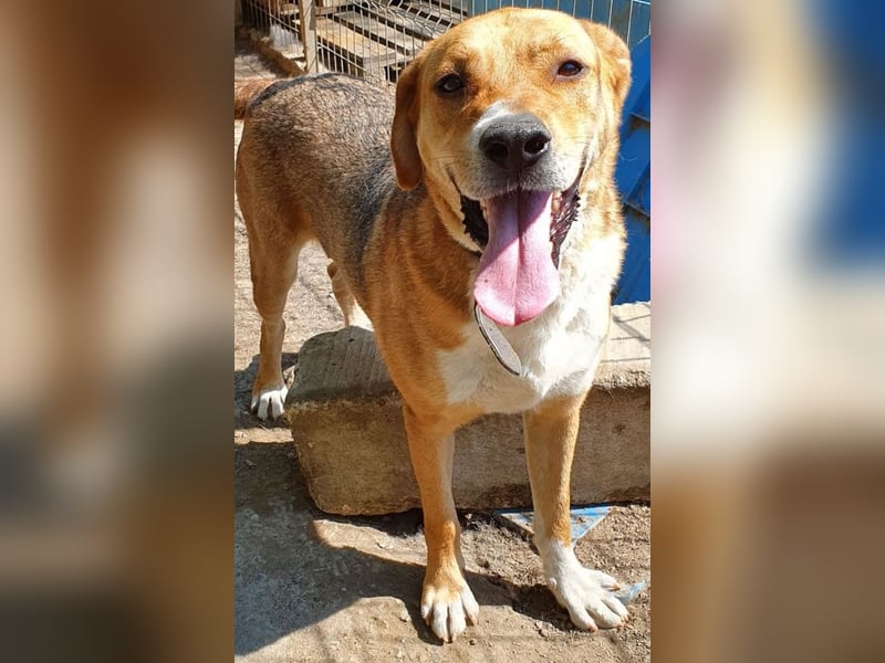 Scooby (Santuhalm-Shelter Rumänien)