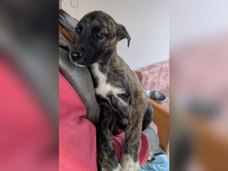 Phibi – wunderschöne gestromte Mischlingshündin 