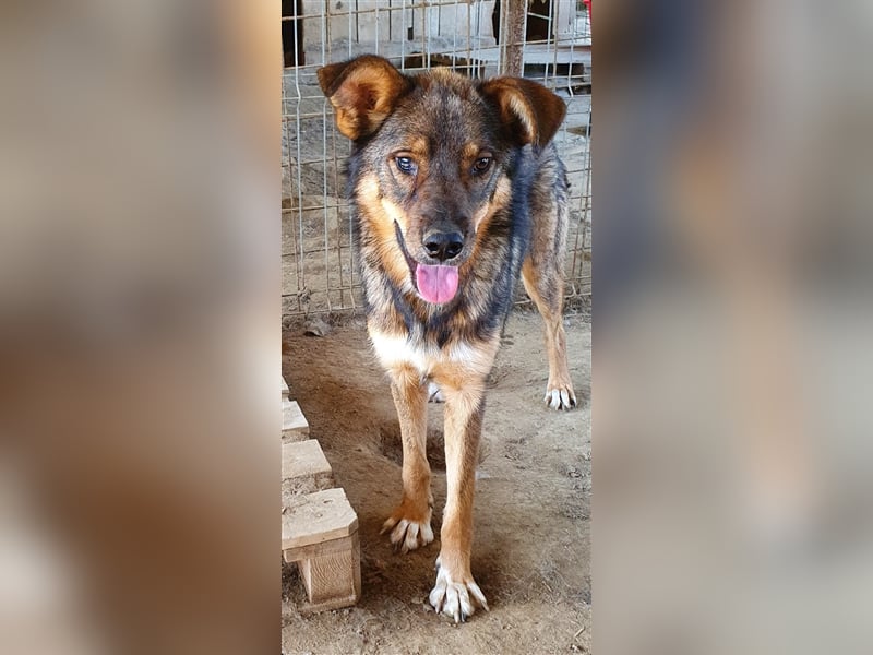 Rufus  (Santuhalm-Shelter Rumänien)