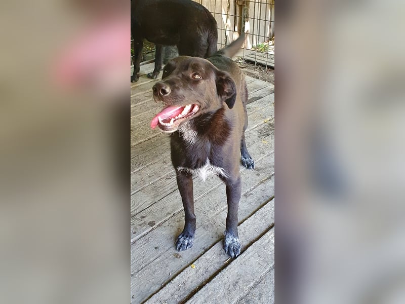 Aramis  (Santuhalm-Shelter Rumänien)