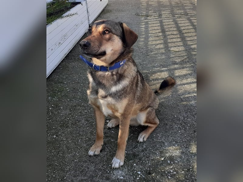 Gino hat das Potenzial zum perfekten Familienhund!