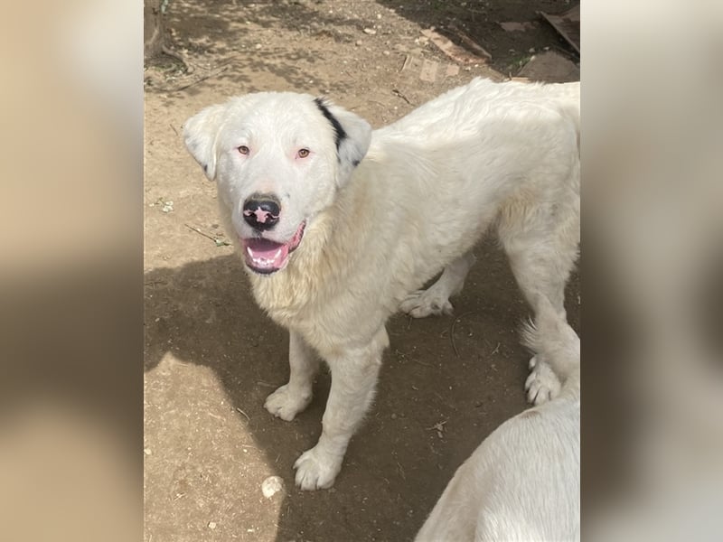 Ambar, geb. ca. 06/2023, lebt in GRIECHENLAND, auf einer privaten Pflegestelle