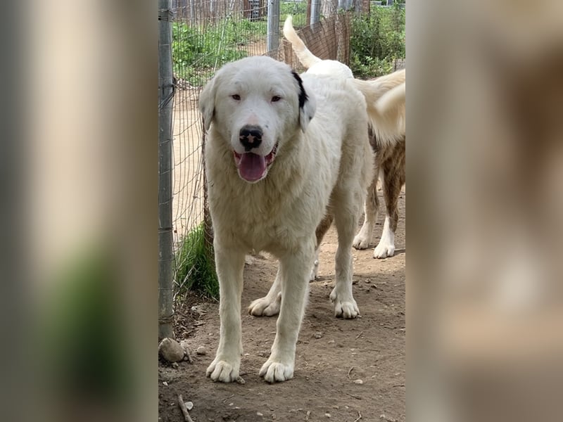 Ambar, geb. ca. 06/2023, lebt in GRIECHENLAND, auf einer privaten Pflegestelle