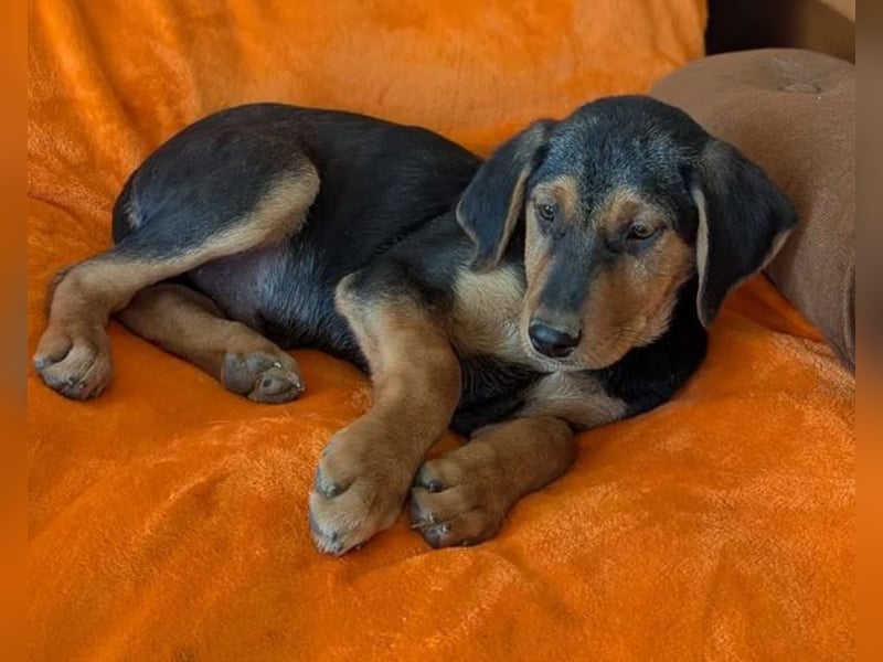 Vito – sanfter, neugieriger und verspielter junger Rüde