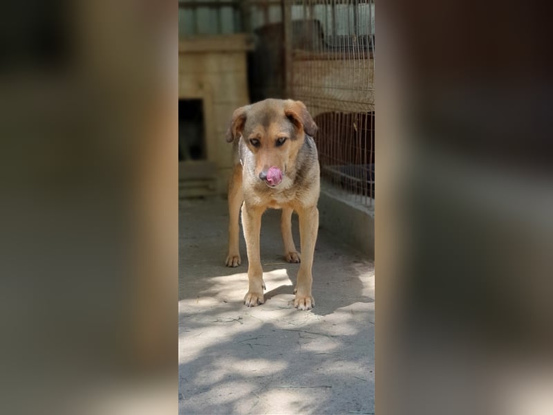 Jacky  (Santuhalm-Shelter Rumänien)