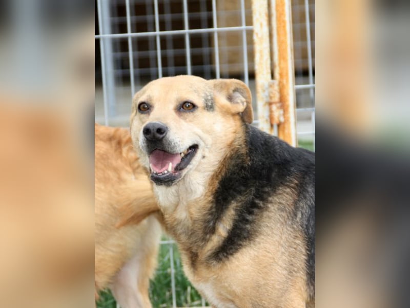 Lupita kennt nur das Tierheim